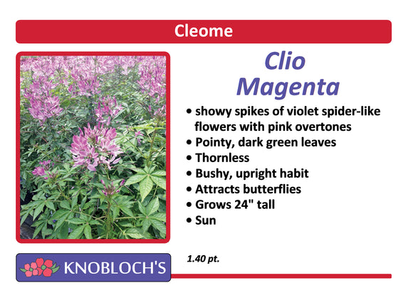Cleome - Clio Magenta