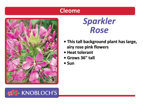 Cleome - Sparkler Rose