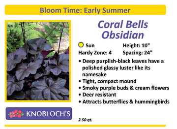 Coral Bells - Obsidian