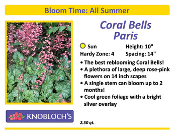 Coral Bells - Paris