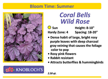 Coral Bells - Wild Rose
