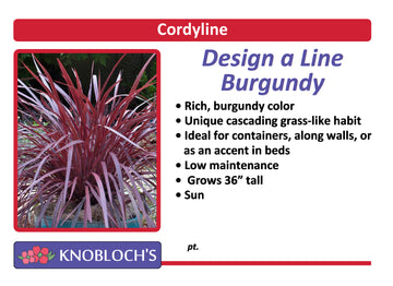 Cordyline - Design-A-Line Burgundy