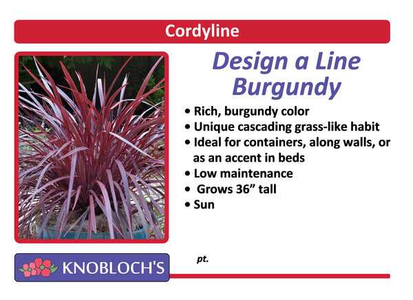Cordyline - Design-A-Line Burgundy