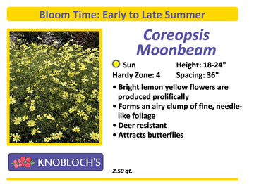 Coreopsis - Moonbeam