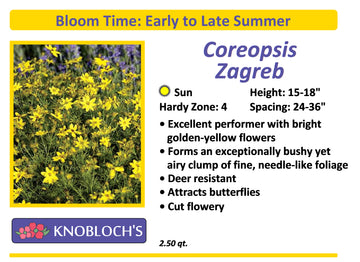 Coreopsis - Zagreb