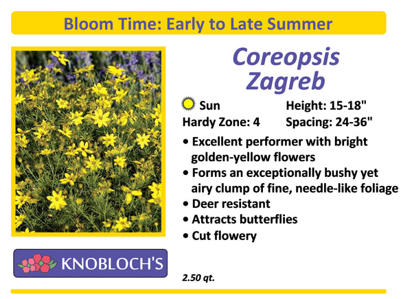 Coreopsis - Zagreb