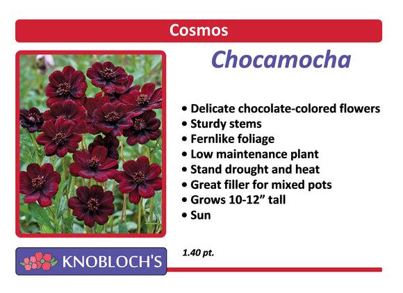 Cosmos - Chocamocha