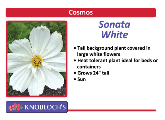 Cosmos - Sonata White