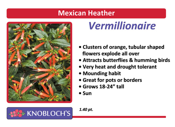 Mexican Heather (Cuphea) - Vermillionaire
