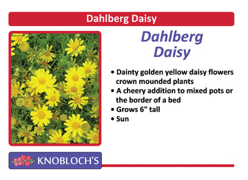 Dahlberg Daisy