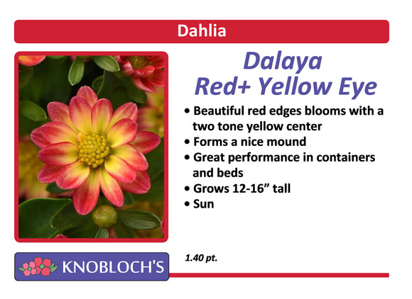 Dahlia  - Red+Yellow Eye