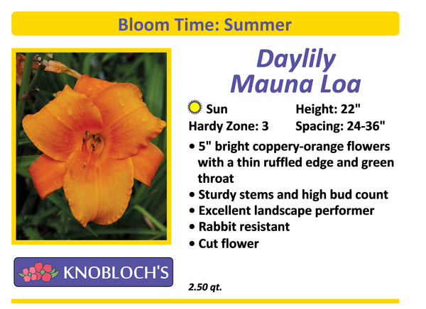 Daylily - Mauna Loa