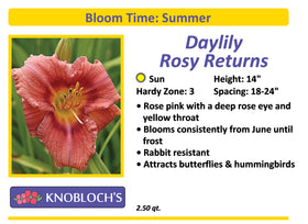 Daylily - Rosy Returns