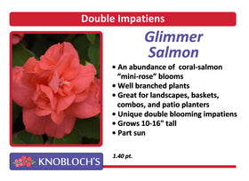 Impatiens - Dbl. Glimmer Salmon