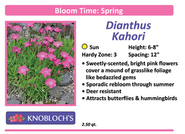 Dianthus - Kahori