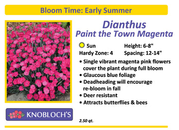 Dianthus - Paint the Town Magenta