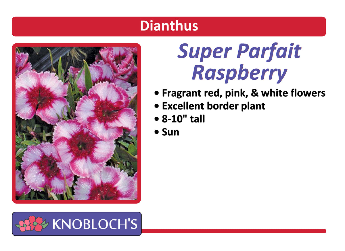 Dianthus - Super Parfait Raspberry (3 pk) | Knobloch's Greenhouse
