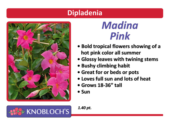 Dipladenia - Madina Pink