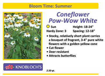 Echinacea (Coneflower) - Pow Wow White