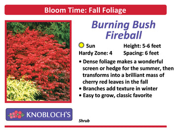 Burning Bush - Fireball