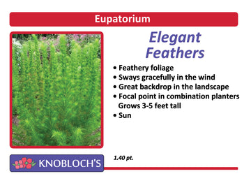 Eupatorium - Elegant Feathers