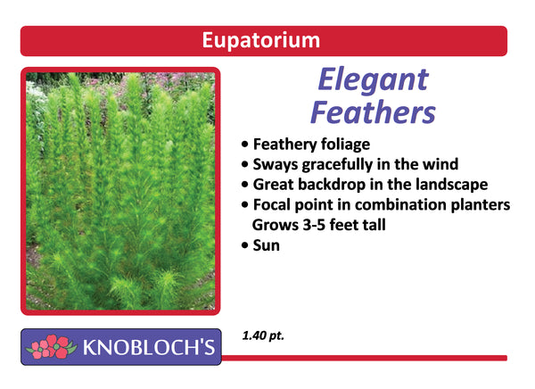 Eupatorium - Elegant Feathers