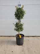 Ficus Ball Tree-2
