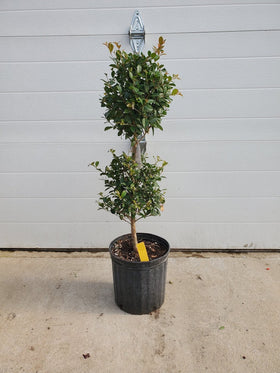Ficus Ball Tree - 0