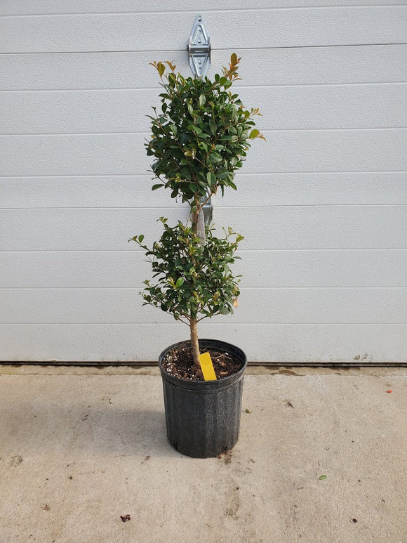 Ficus Ball Tree