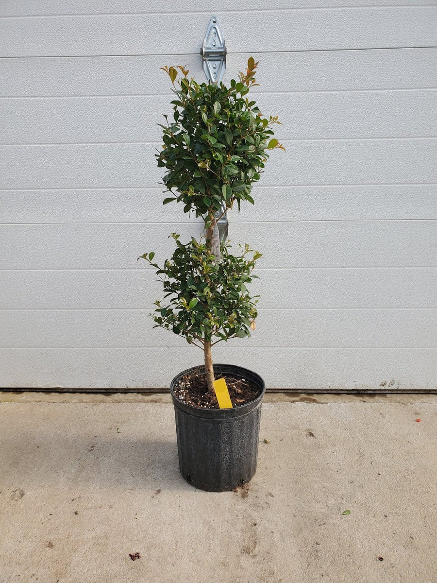 Ficus Ball Tree | Knobloch's Greenhouse