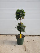 Ficus Ball Tree-1