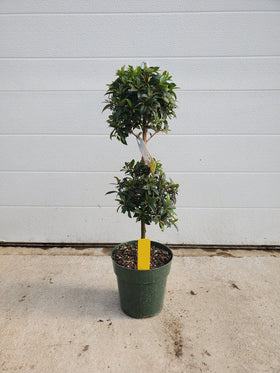 Ficus Ball Tree