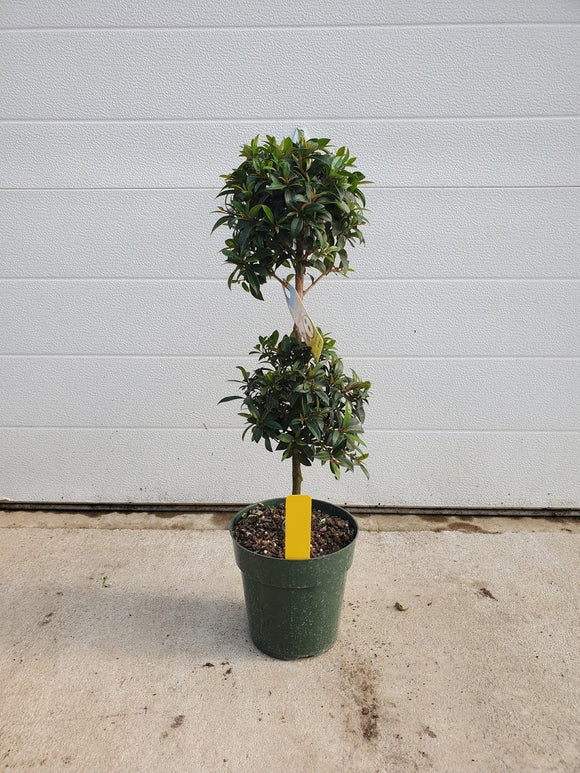 Ficus Ball Tree