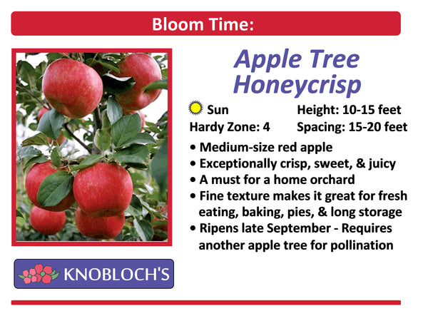 Apple - Honeycrisp