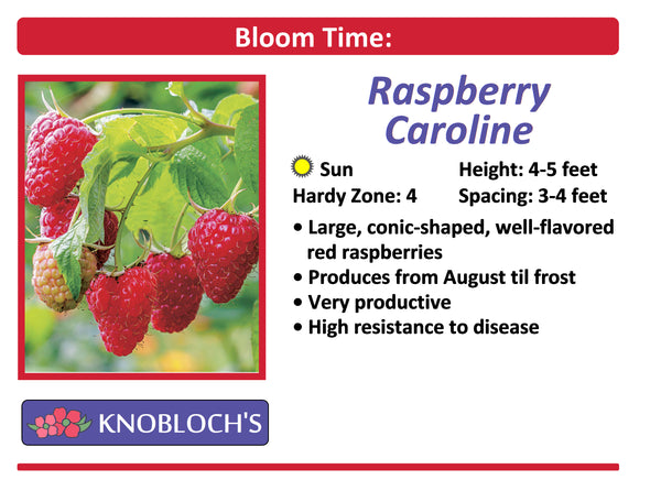 Raspberry - Caroline