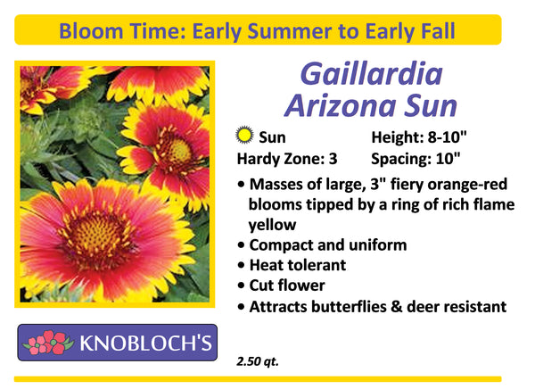 Gaillardia - Arizona Sun