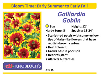 Gaillardia - Goblin