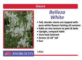 Gaura - Belleza White