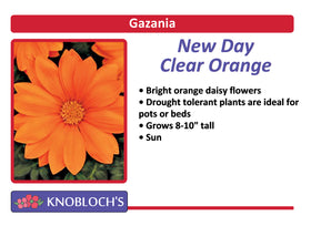 Gazania - New Day Clear Orange
