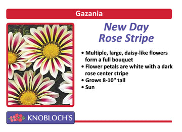 Gazania - New Day Rose Stripe