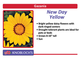 Gazania - New Day Yellow