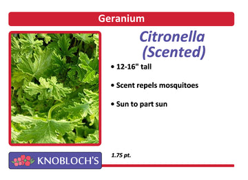 Geranium - Citronella
