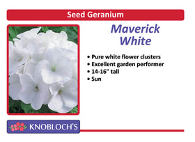 Geranium - Maverick White