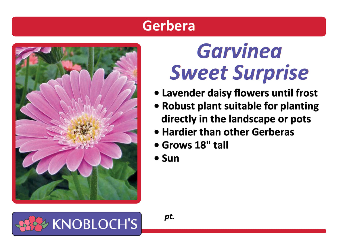 Gerbera Daisy - Sweet Surprise 