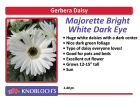 Gerbera Daisy - Majorette Bright White Dark Eye
