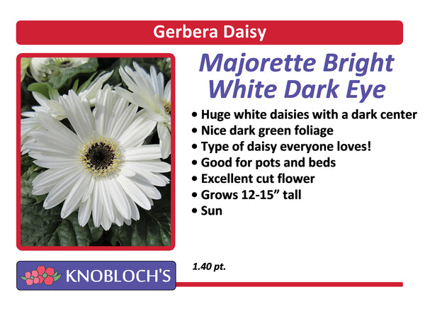 Gerbera Daisy - Majorette Bright White Dark Eye