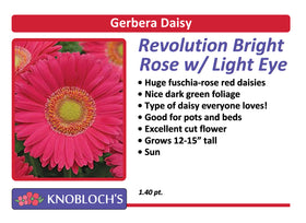 Gerbera Daisy - Revolution Bright Rose Light Eye