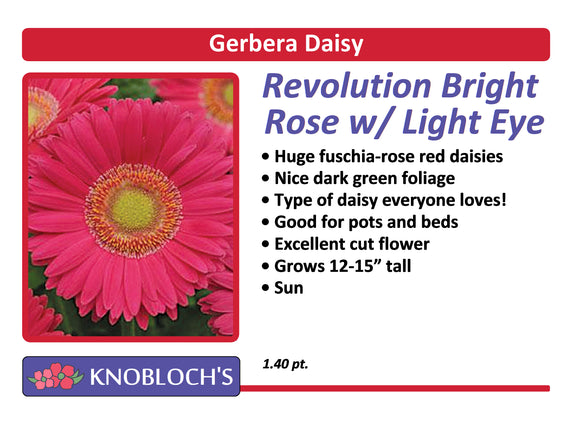 Gerbera Daisy - Revolution Bright Rose Light Eye