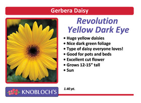 Gerbera Daisy Revolution Yellow w/ Dark Eye