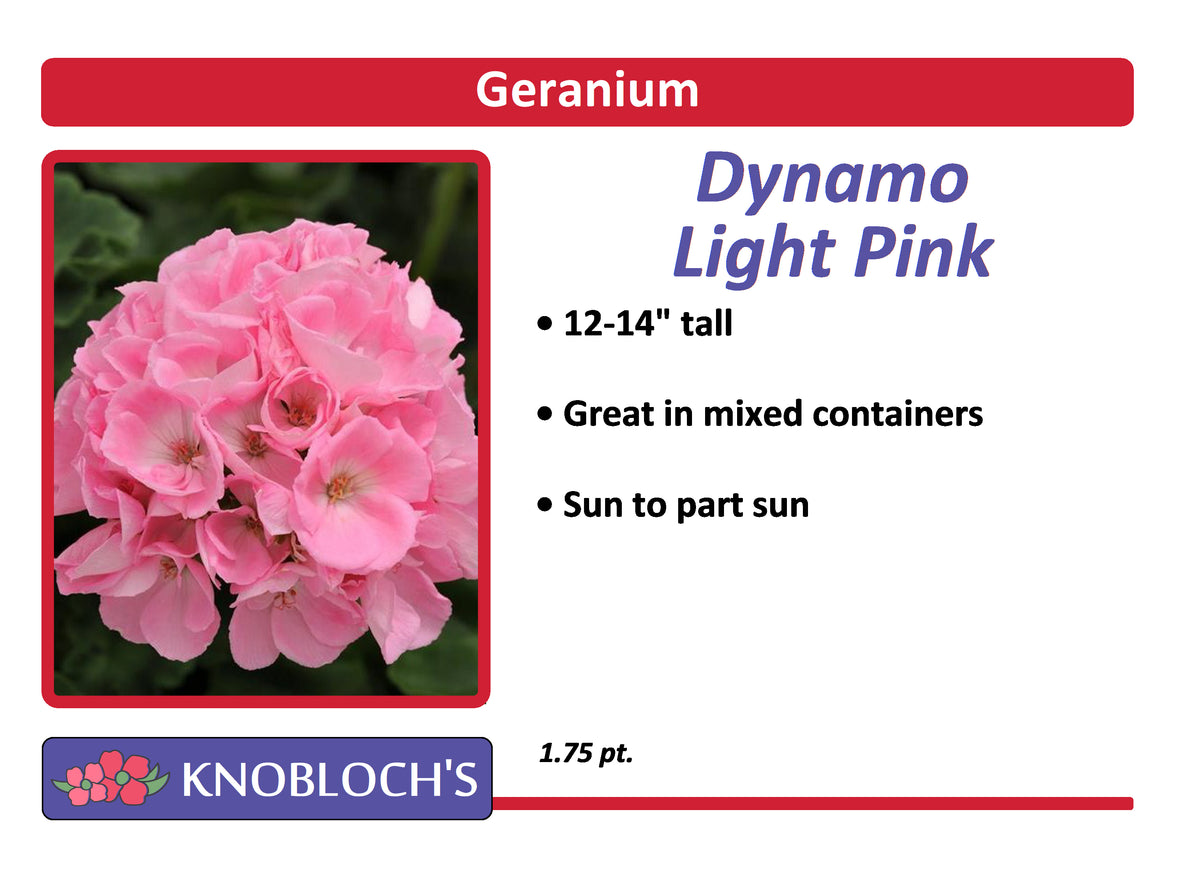 Geranium - Dynamo Light Pink 